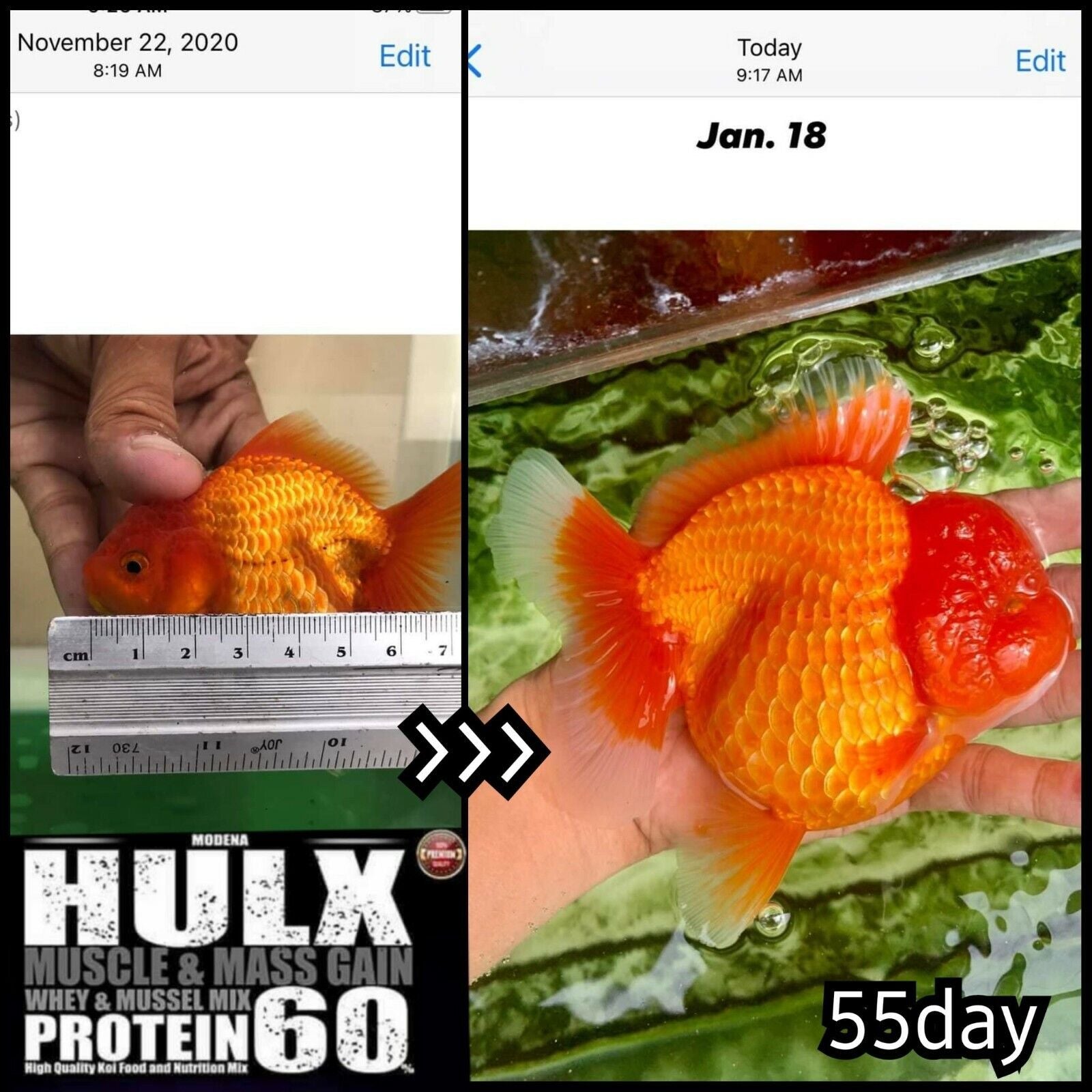 2X HULX High Quality Goldfish Food High Protein 60% Sinking Pellets Whey Mixed