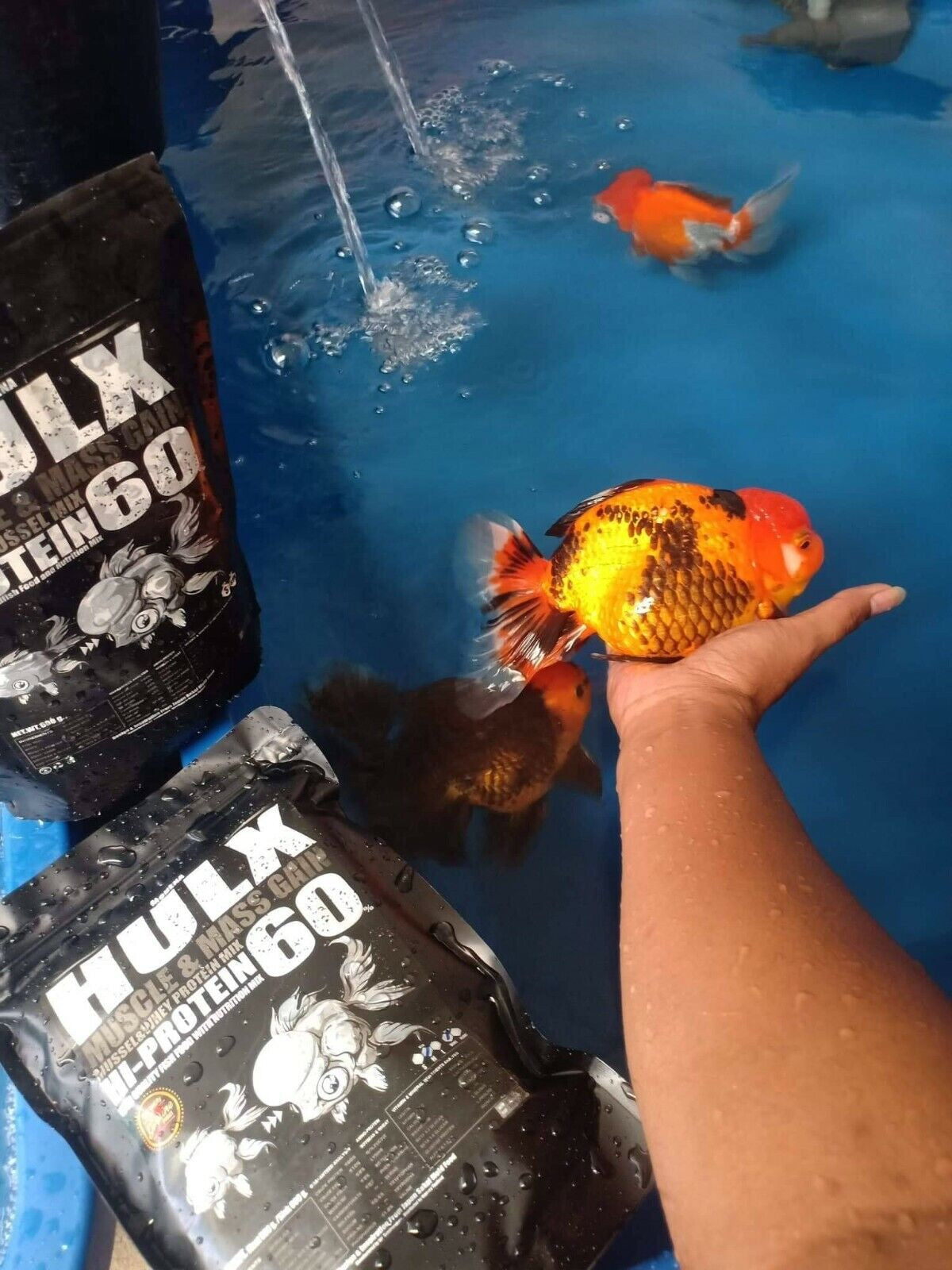 2X HULX High Quality Goldfish Food High Protein 60% Sinking Pellets Whey Mixed