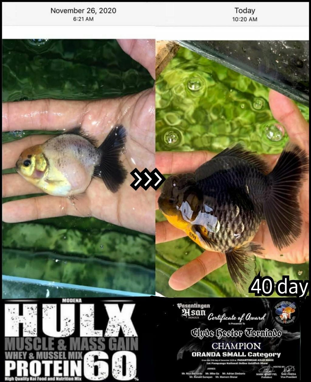 2X HULX High Quality Goldfish Food High Protein 60% Sinking Pellets Whey Mixed